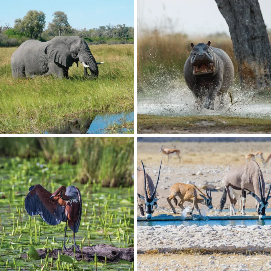 AE-ClassicSafari-Northern