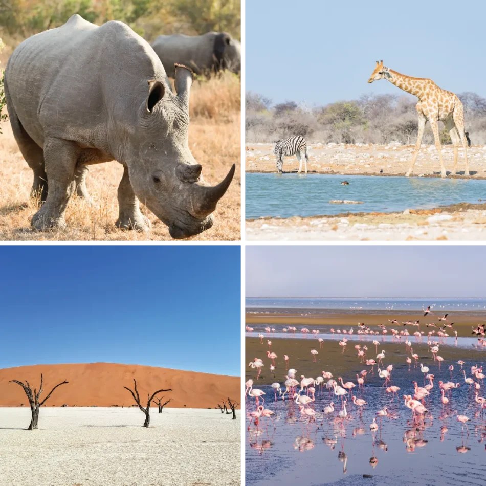 AE-ClassicSafari-Quick Tip